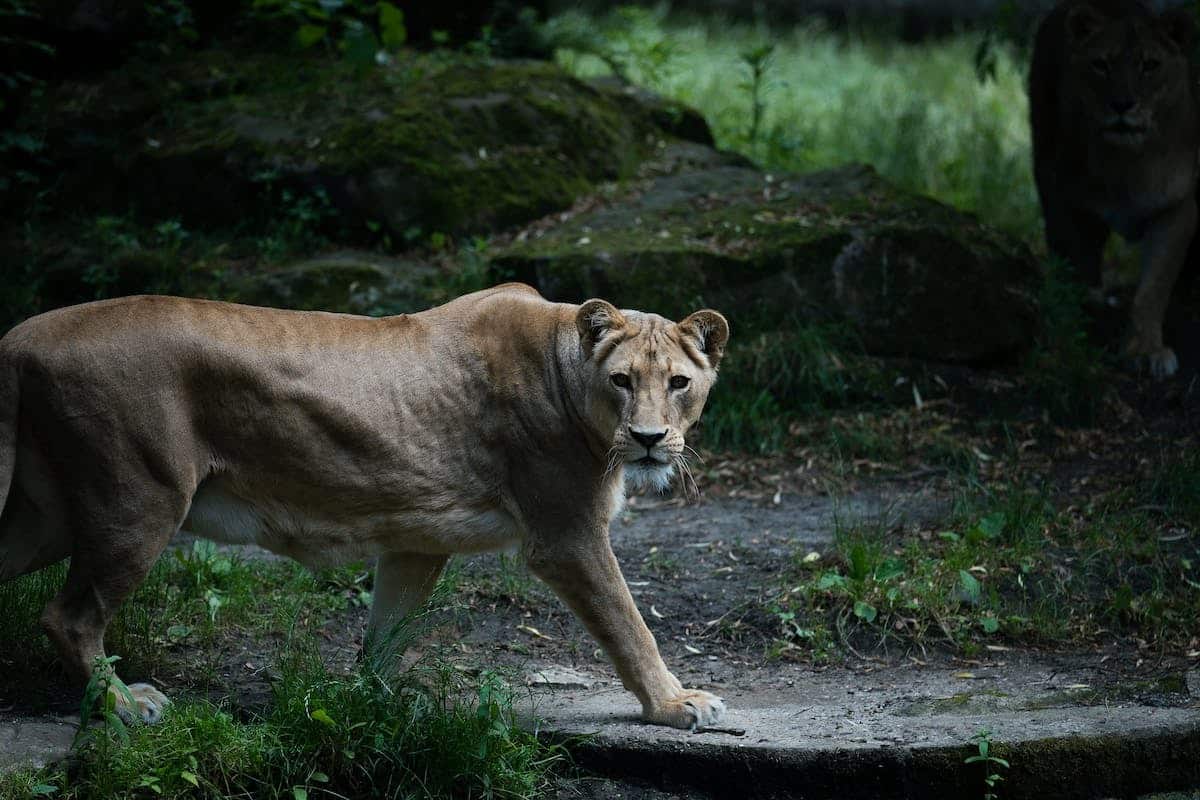 jungle animaux