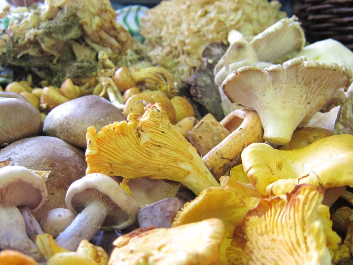 Champignons des bois : découvrez 5 champignons comestibles les plus délicieux