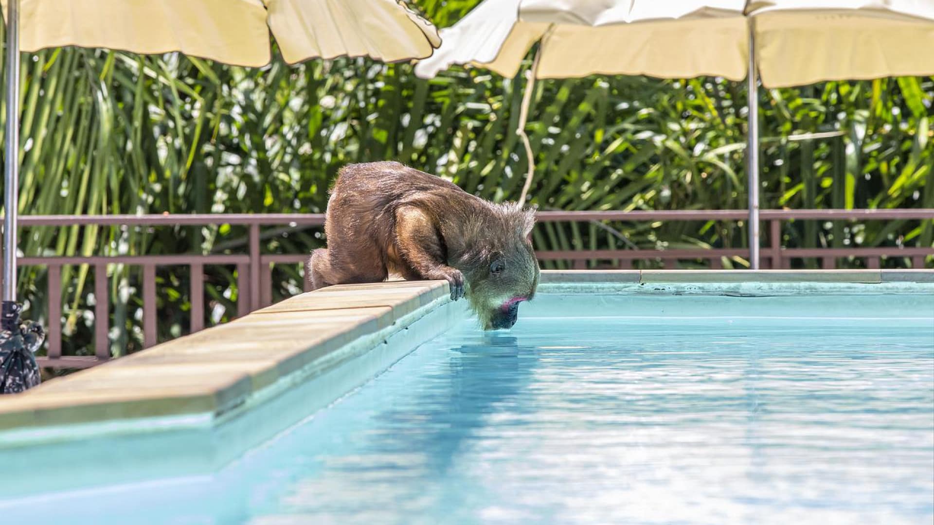 Quel est le prix d’une piscine ?