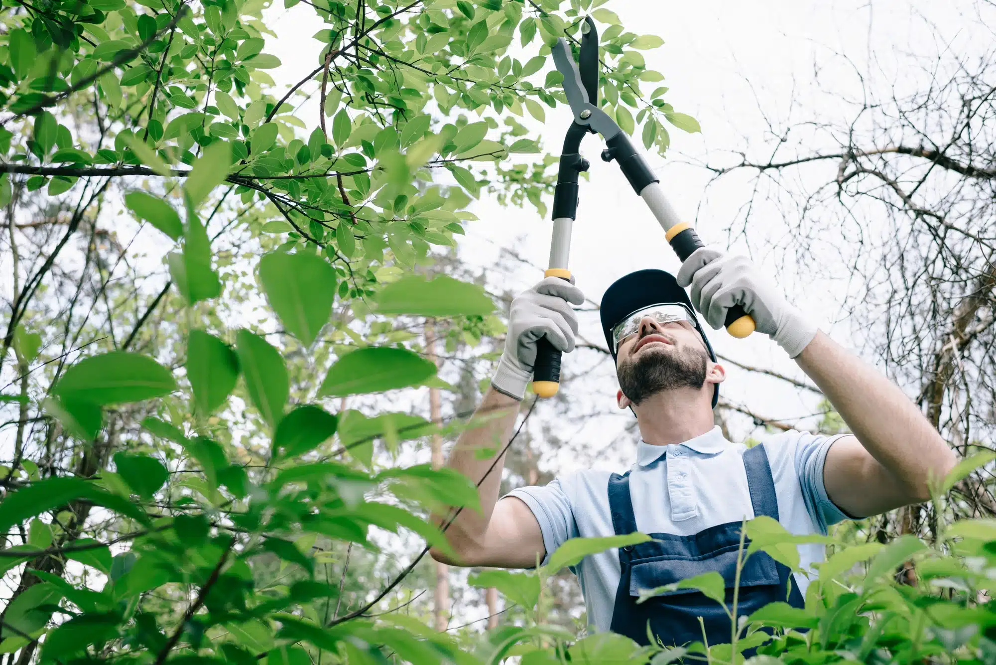 un arbre les règles de base à connaître